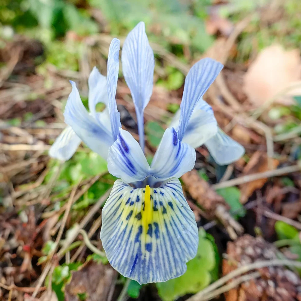 Iris Katharine Hodgkin - Image 2