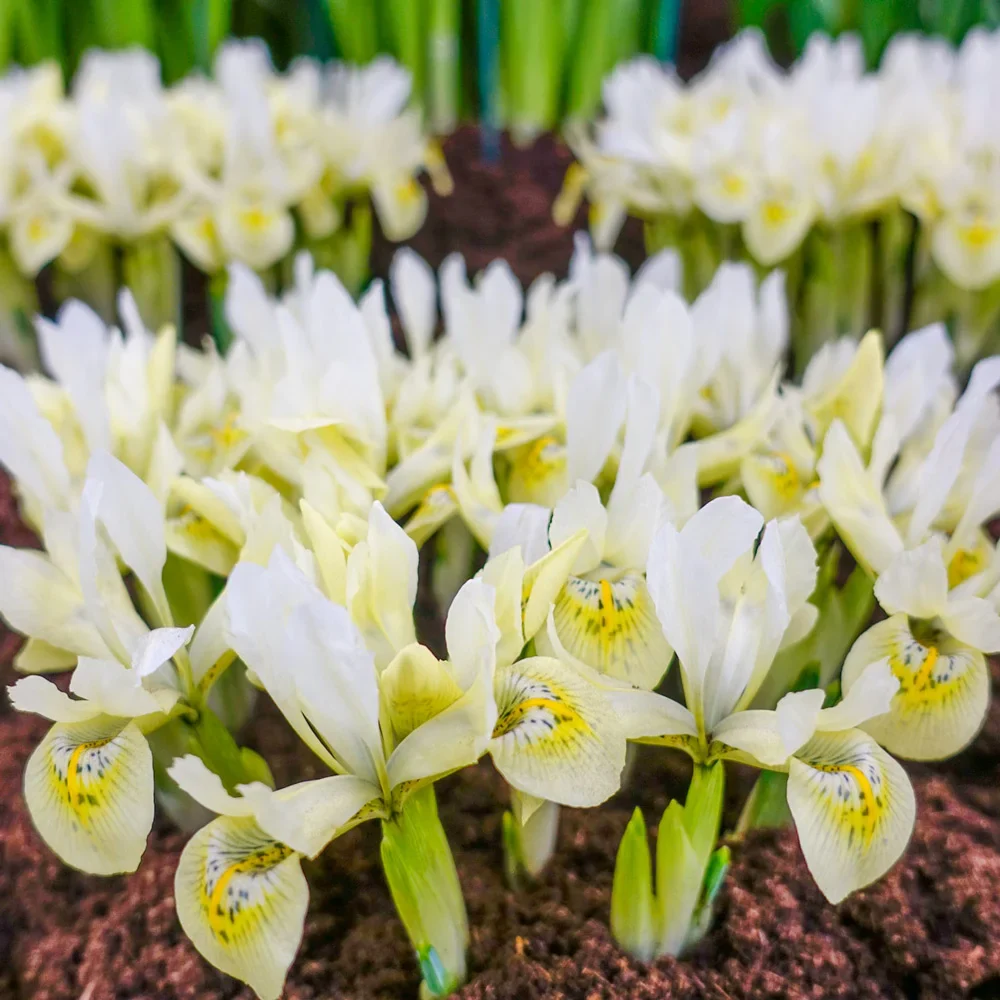 Iris Katharines Gold - Image 2