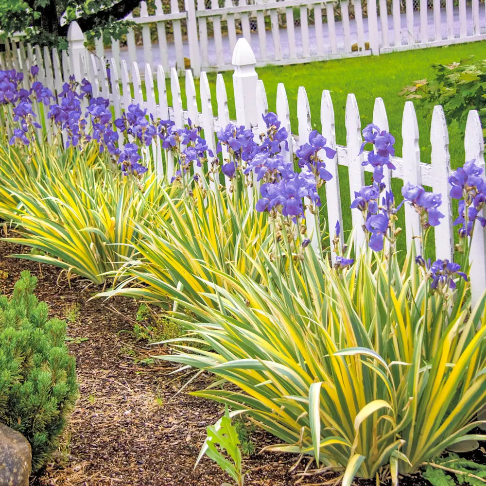 Iris pallida Variegata Gold - Image 2
