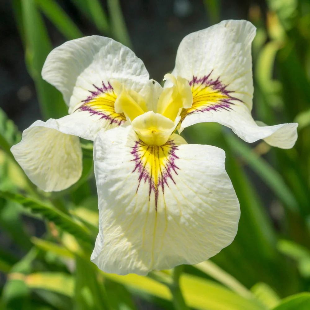 Iris pseudata Cat's Eye - Image 2