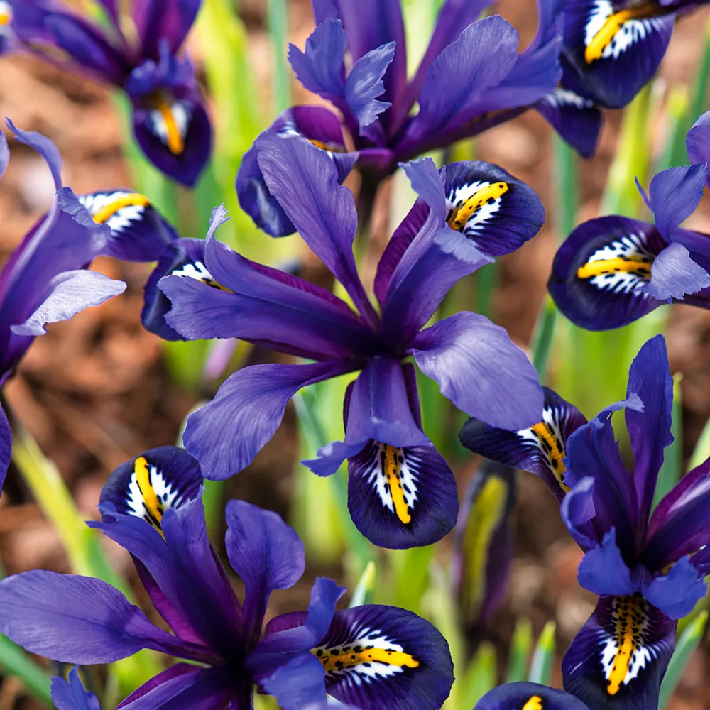 Iris reticulata Blue Hill
