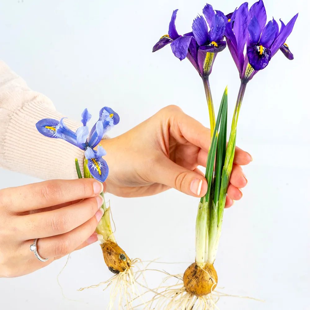 Iris reticulata Blue Hill - Image 4