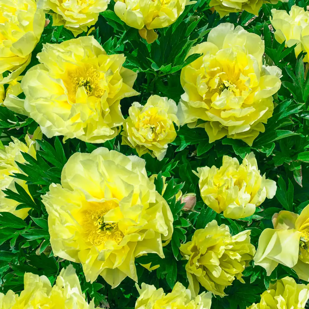 Itoh Peony Bartzella - Image 7