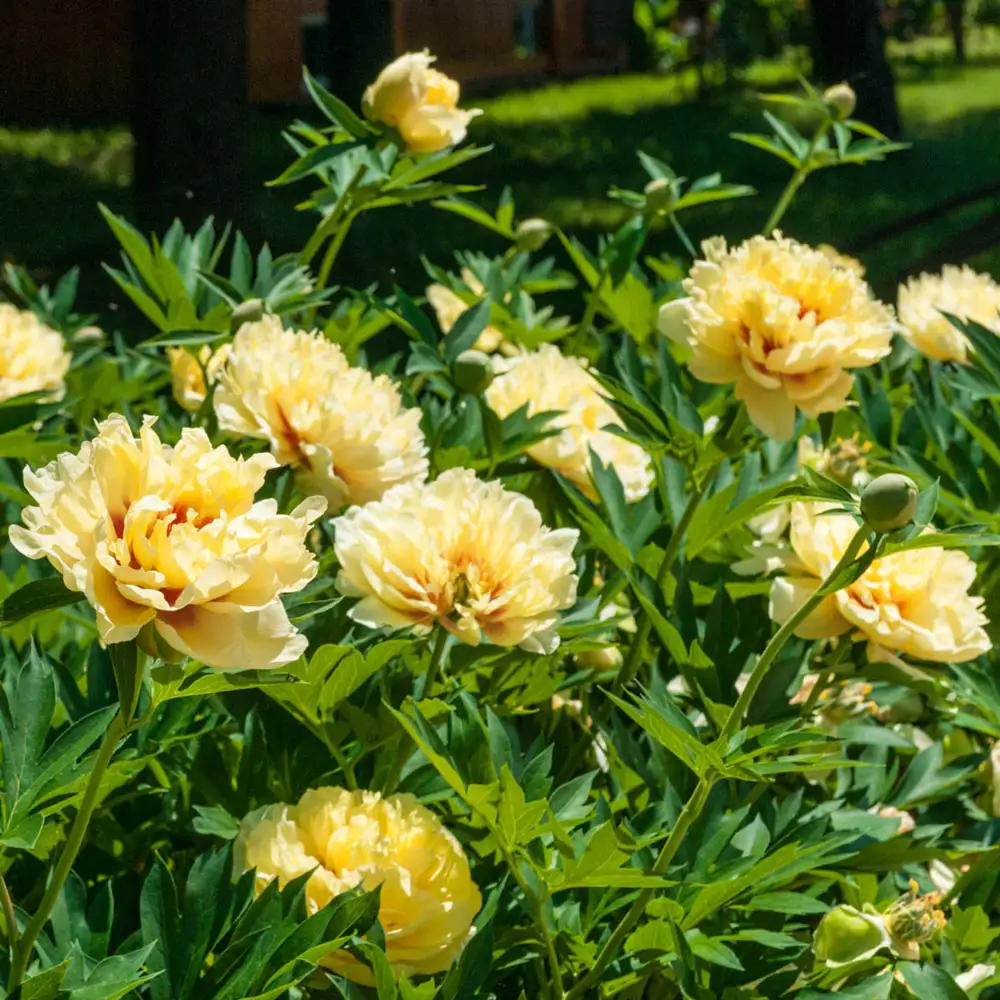 Itoh Peony Bartzella - Image 8