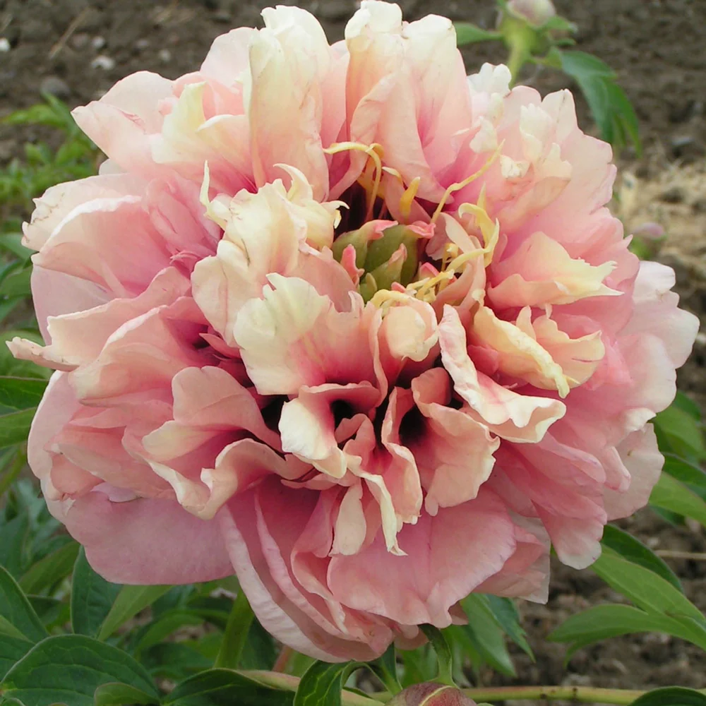 Itoh Peony Caroline Constabel - Image 3