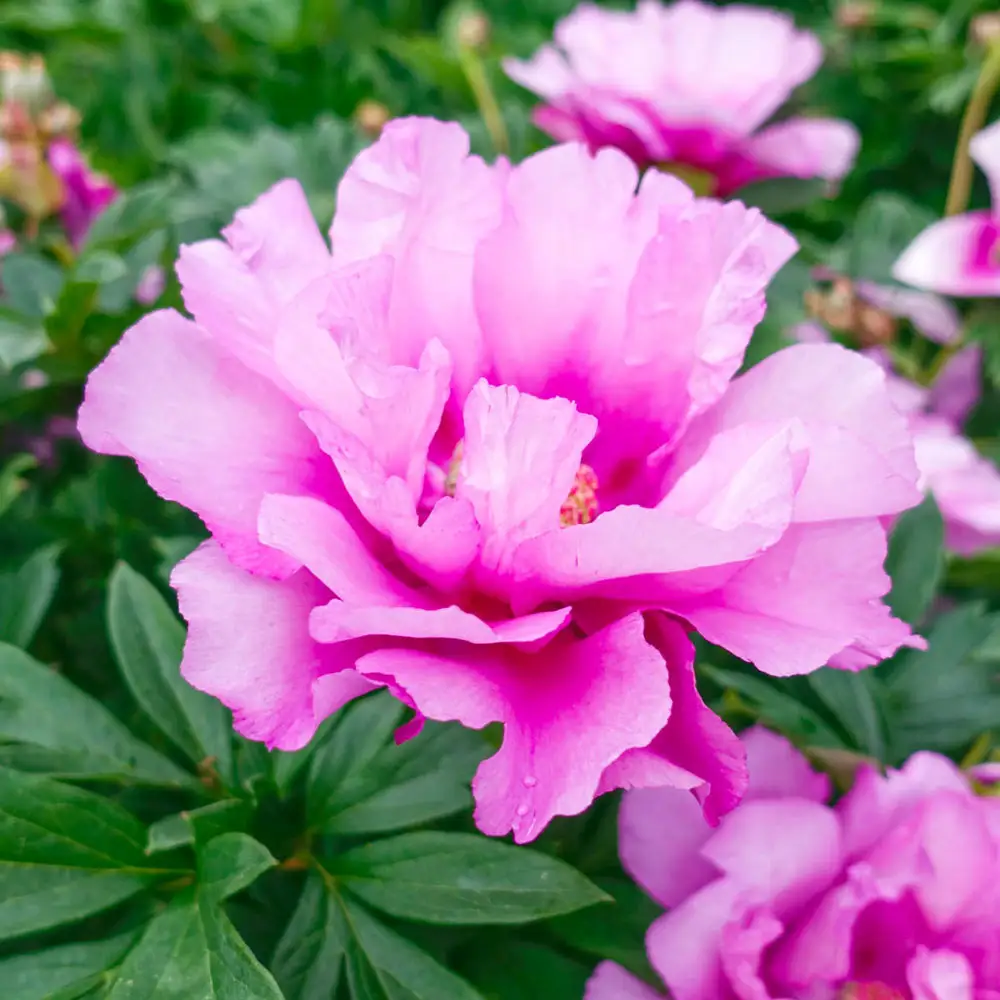 Itoh Peony First Arrival