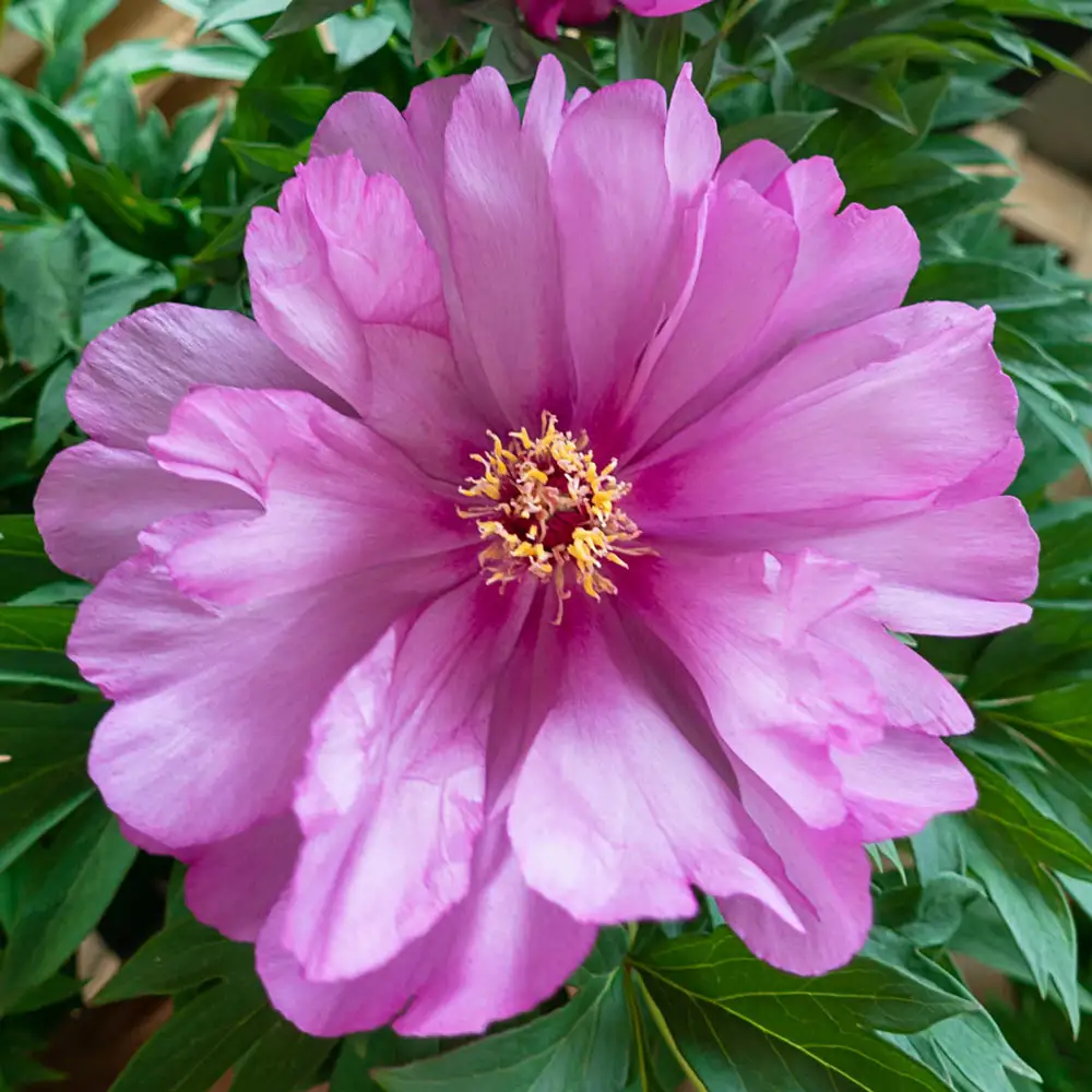 Itoh Peony First Arrival - Image 3