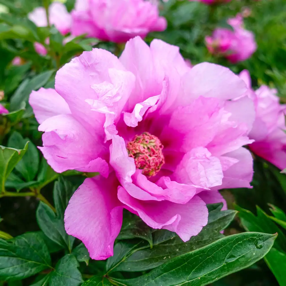 Itoh Peony First Arrival - Image 4
