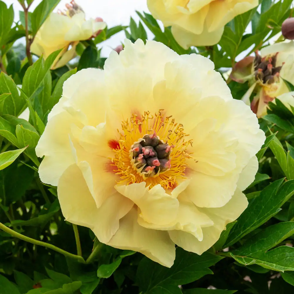 Itoh Peony Garden Treasure - Image 2