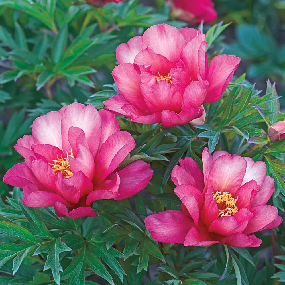 Itoh Peony Julia Rose - Image 2