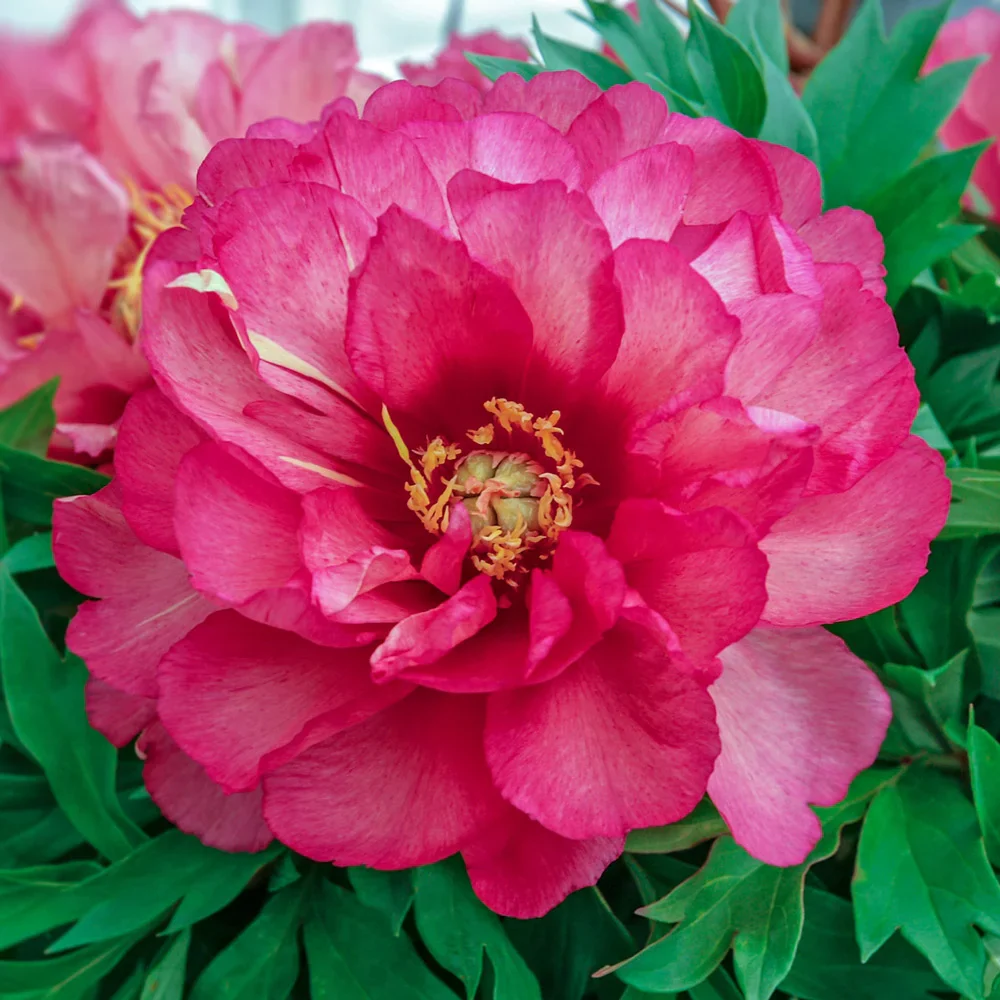 Itoh Peony Julia Rose - Image 6