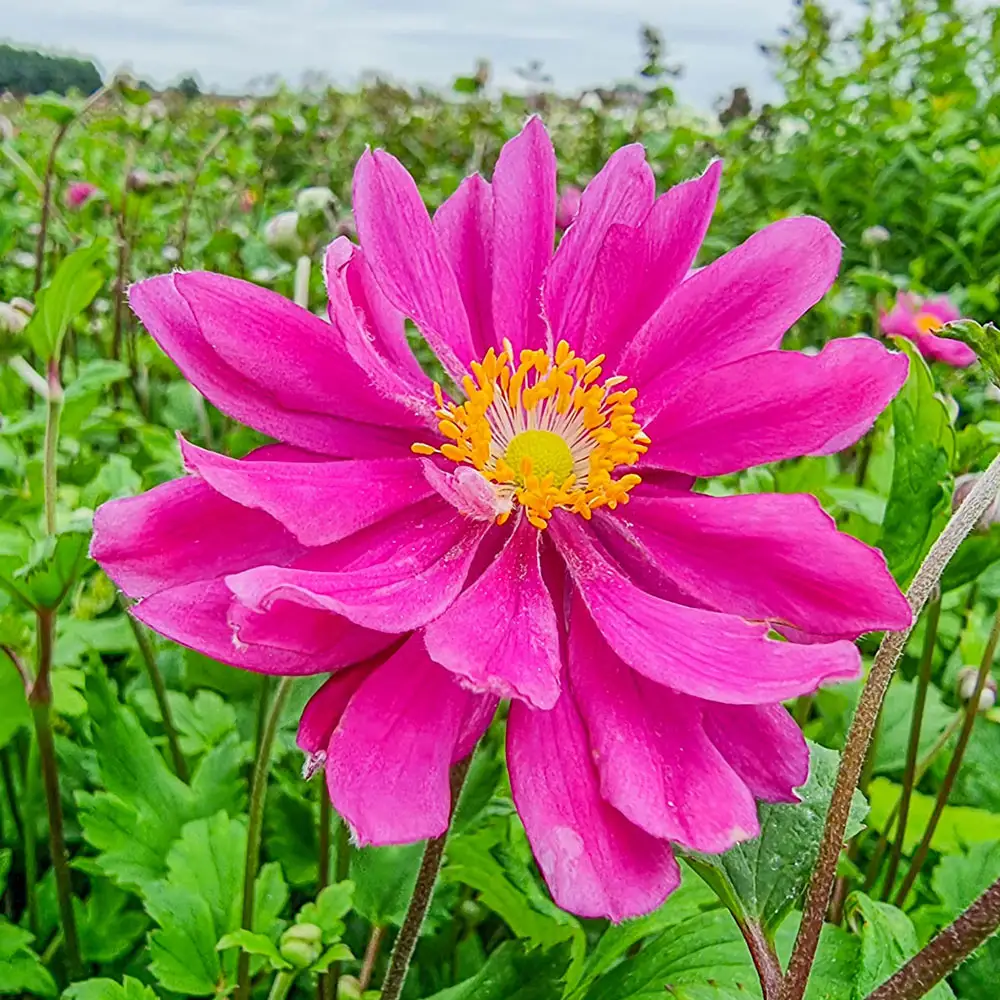 Japanese Anemone Bressingham Glow - Image 2