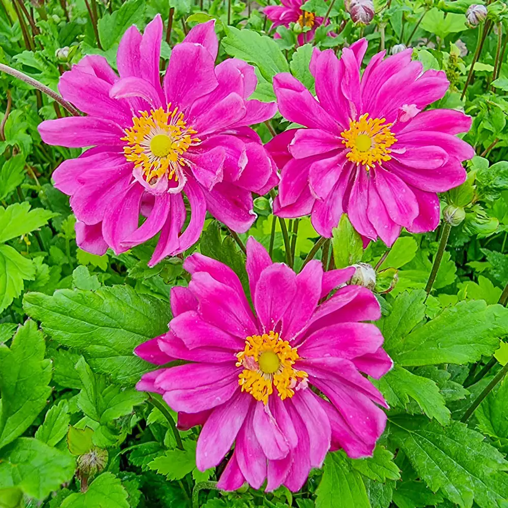 Japanese Anemone Bressingham Glow - Image 3
