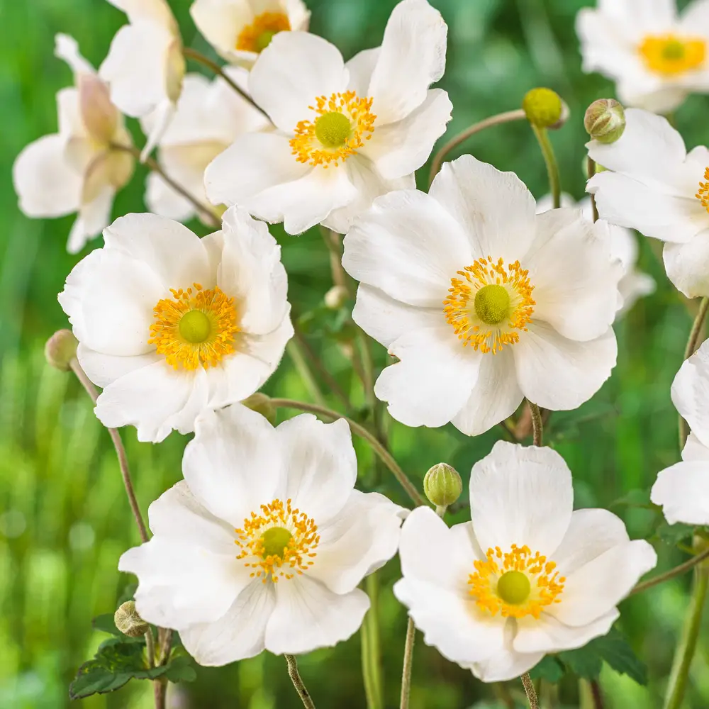 Japanese Anemone Honorine Jobert - Image 2