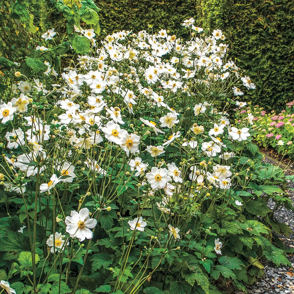 Japanese Anemone Honorine Jobert - Image 3