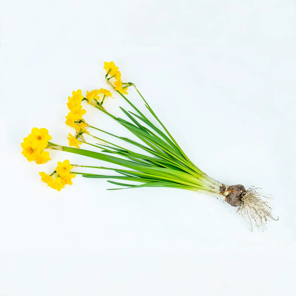 Jonquilla Daffodil Anfield - Image 2
