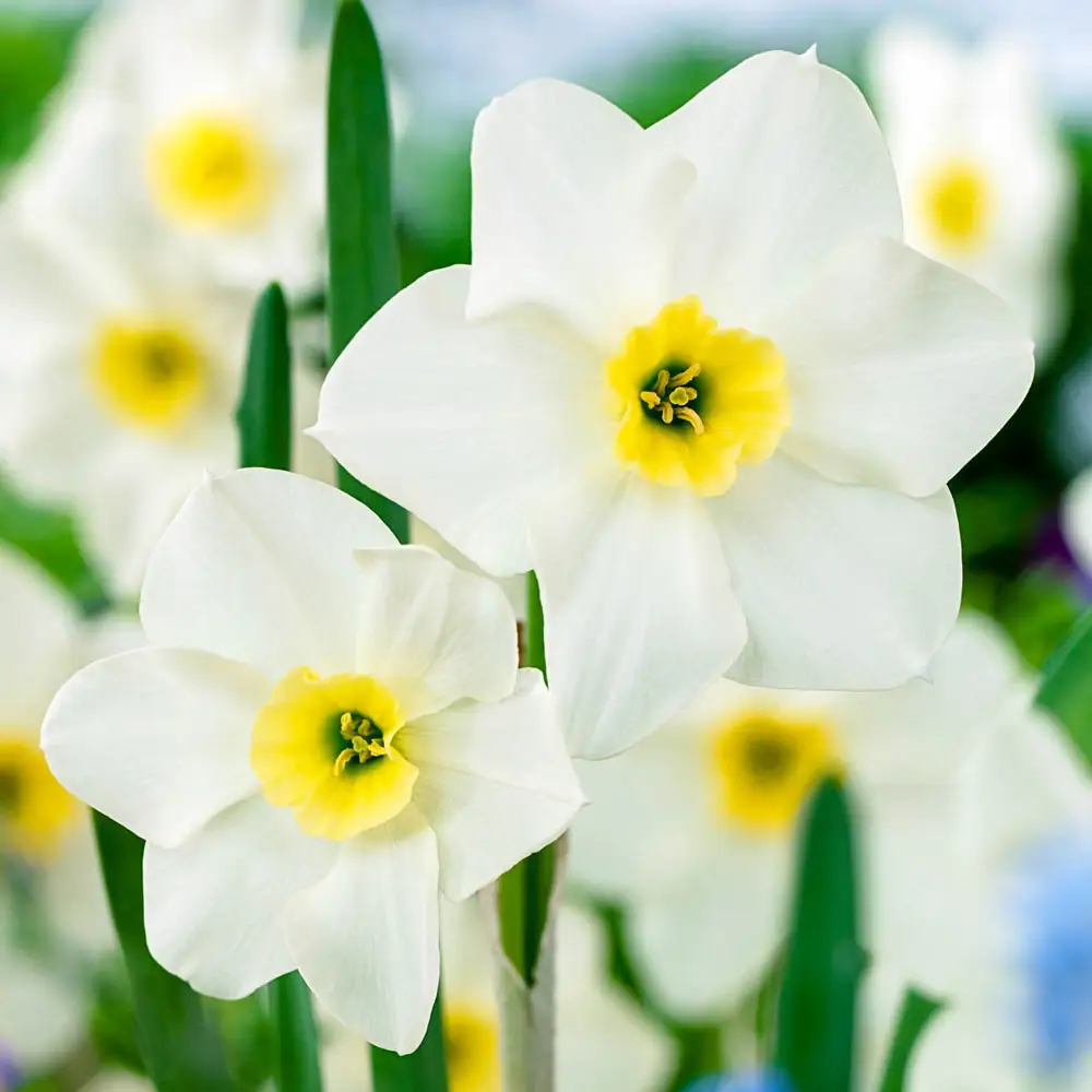 Jonquilla Daffodil Lieke