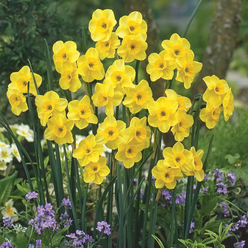 Jonquilla Narcissus Kokopelli