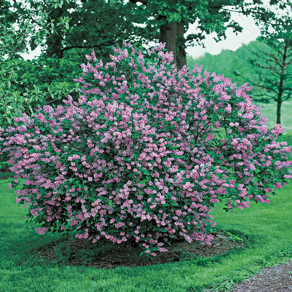Josee Reblooming Lilac Hedge - Image 4