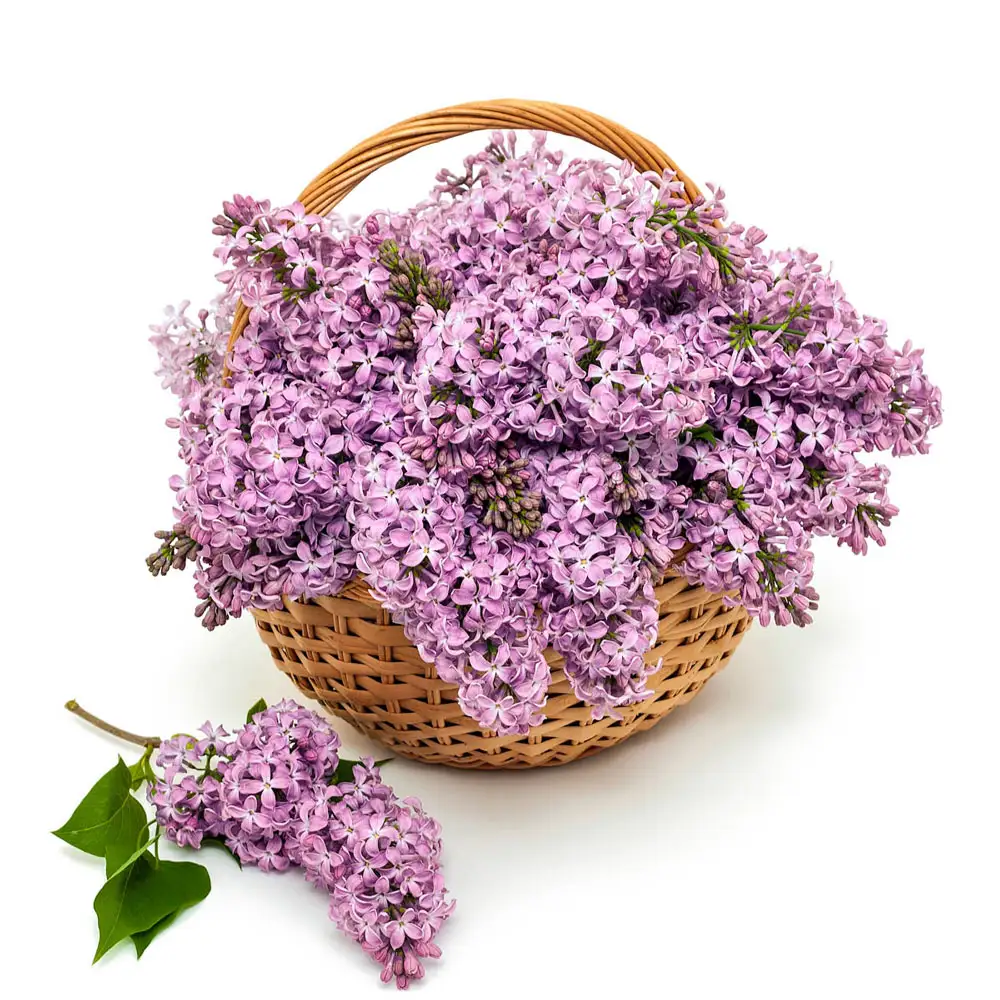Josee Reblooming Lilac Hedge - Image 5