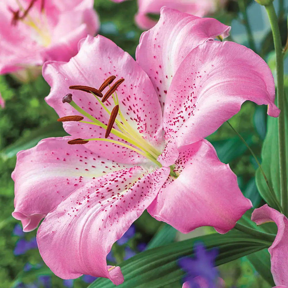 Oriental Lily Josephine - Image 2