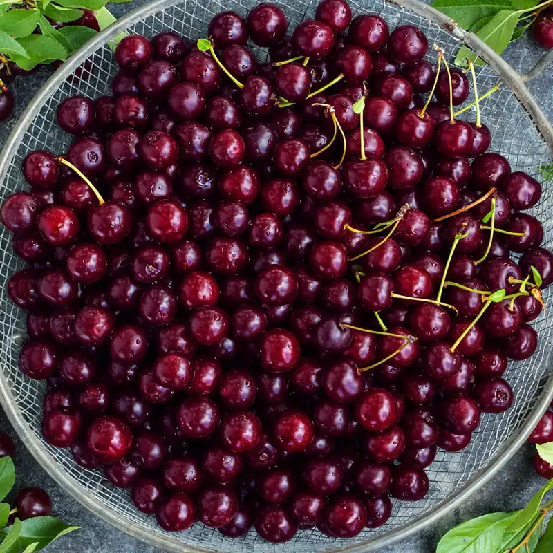 Juliet™ Dwarf Cherry Tree