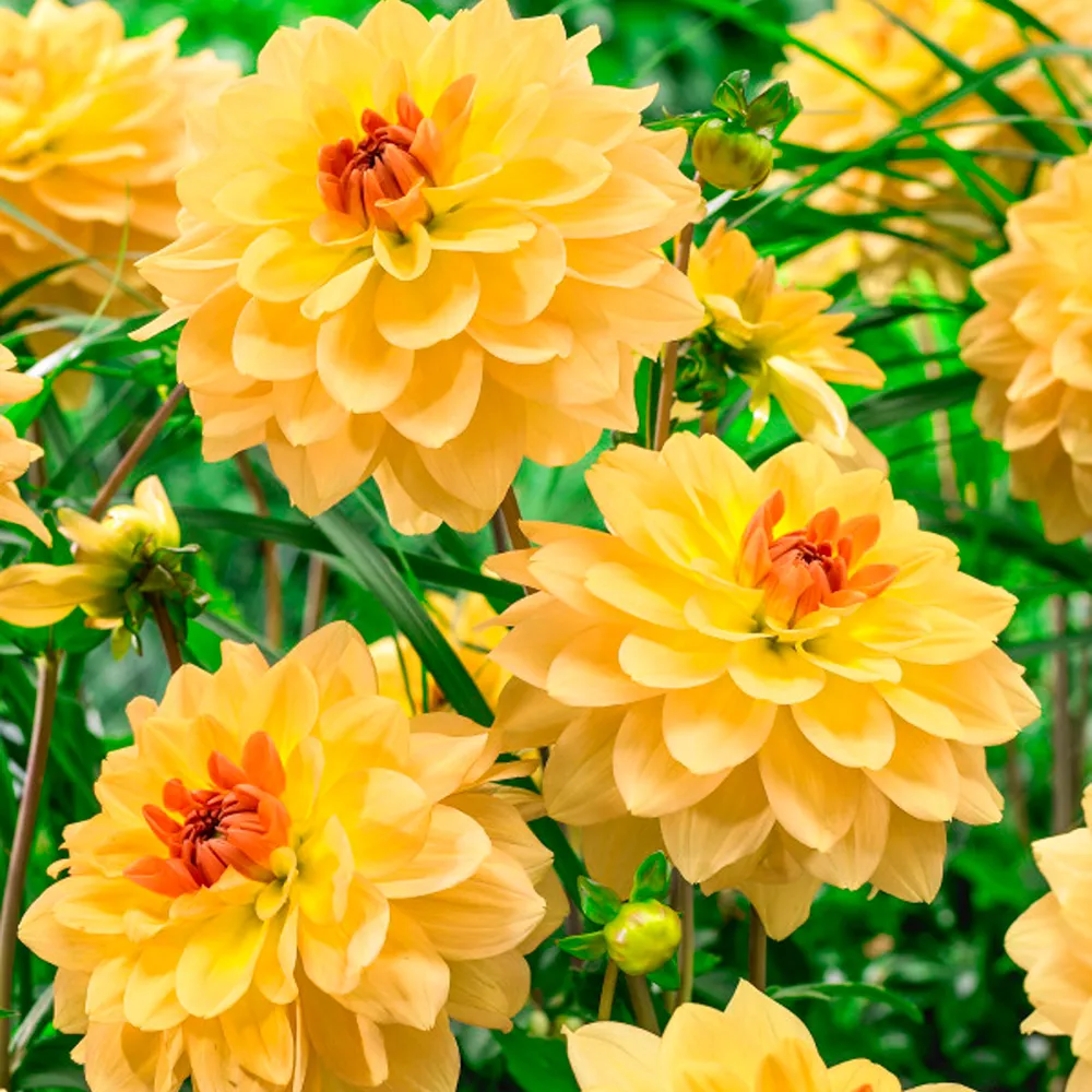 Karma Dahlia Gold®