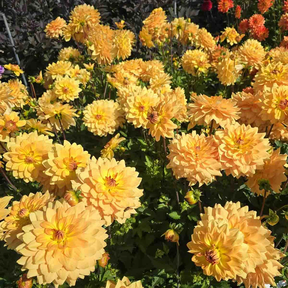 Karma Dahlia Gold® - Image 5
