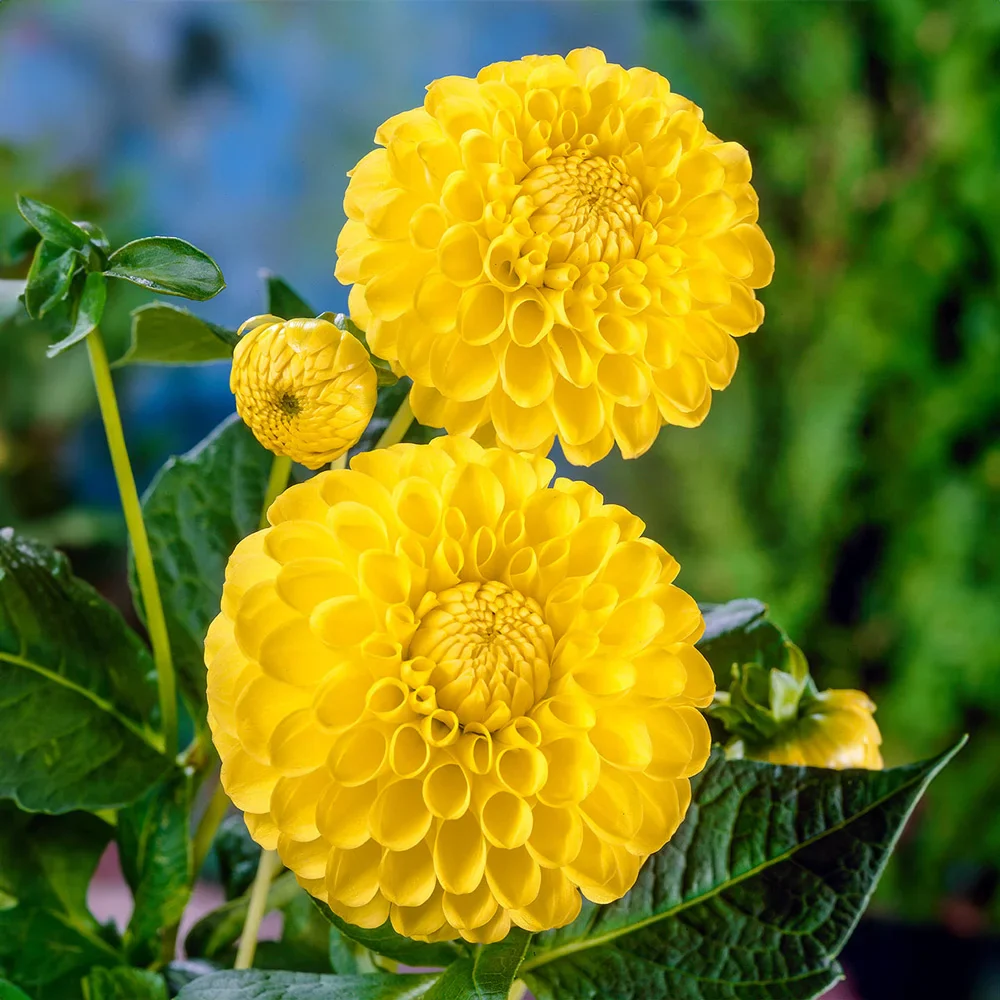 Giant Ball Dahlia Katja