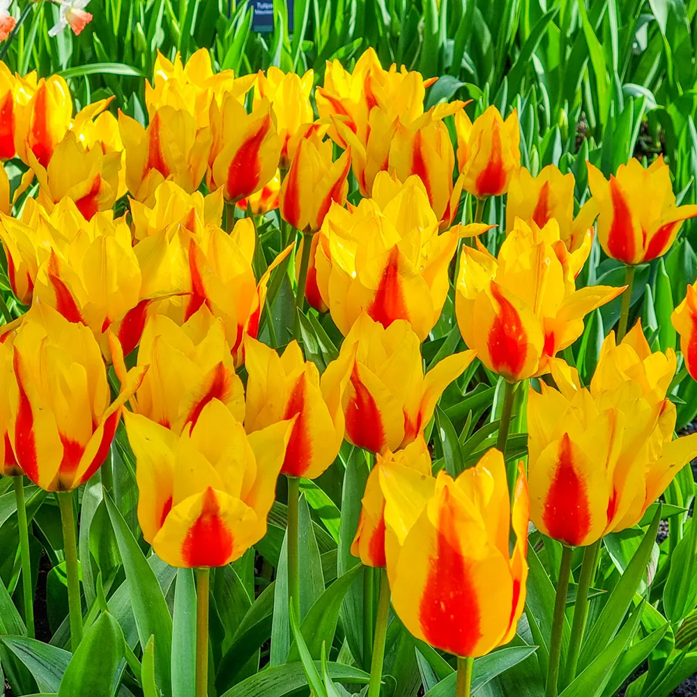 Kaufmanniana Tulip Stresa