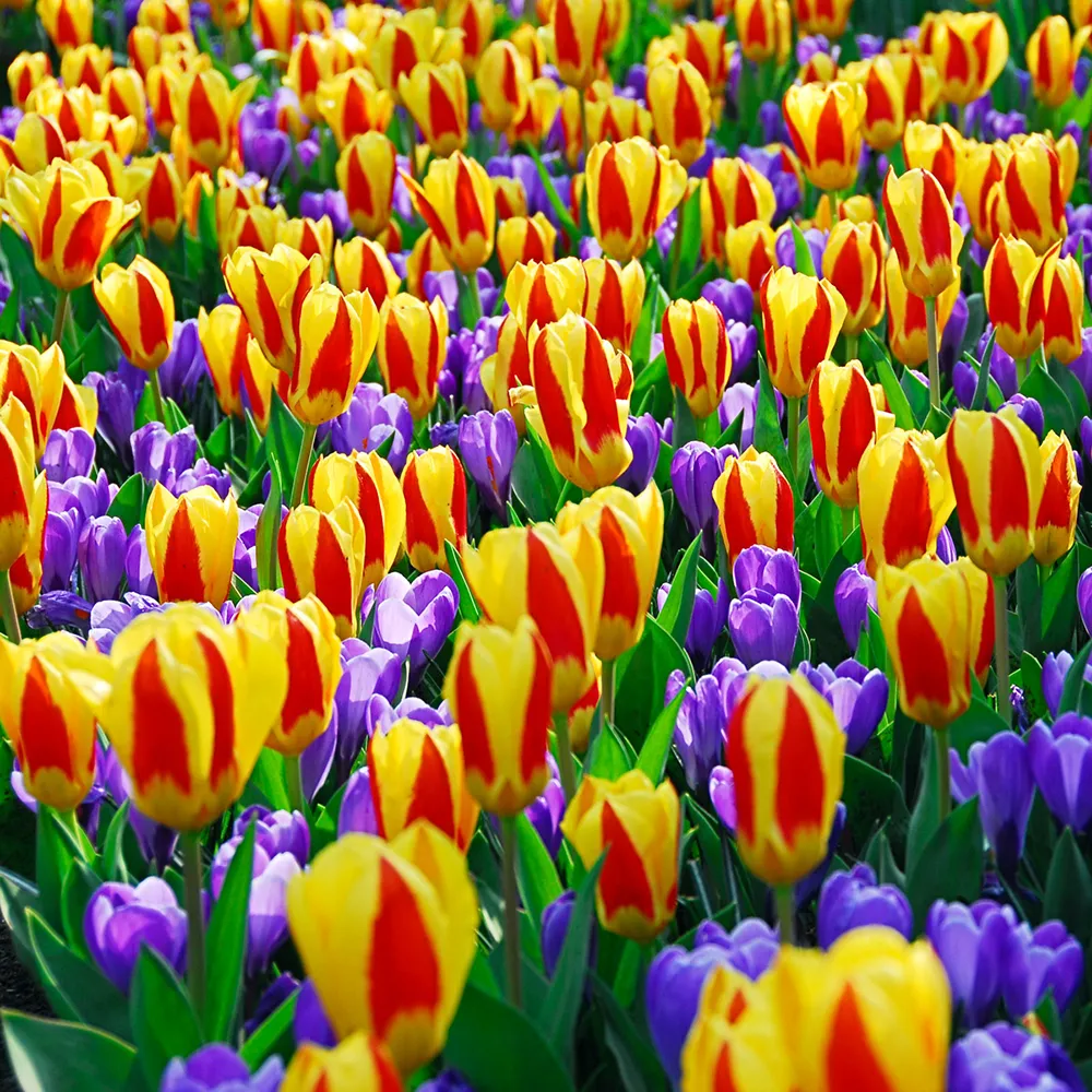 Kaufmanniana Tulip Stresa - Image 3