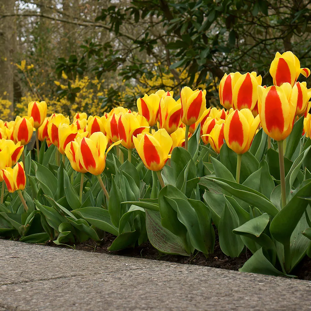 Kaufmanniana Tulip Stresa - Image 4