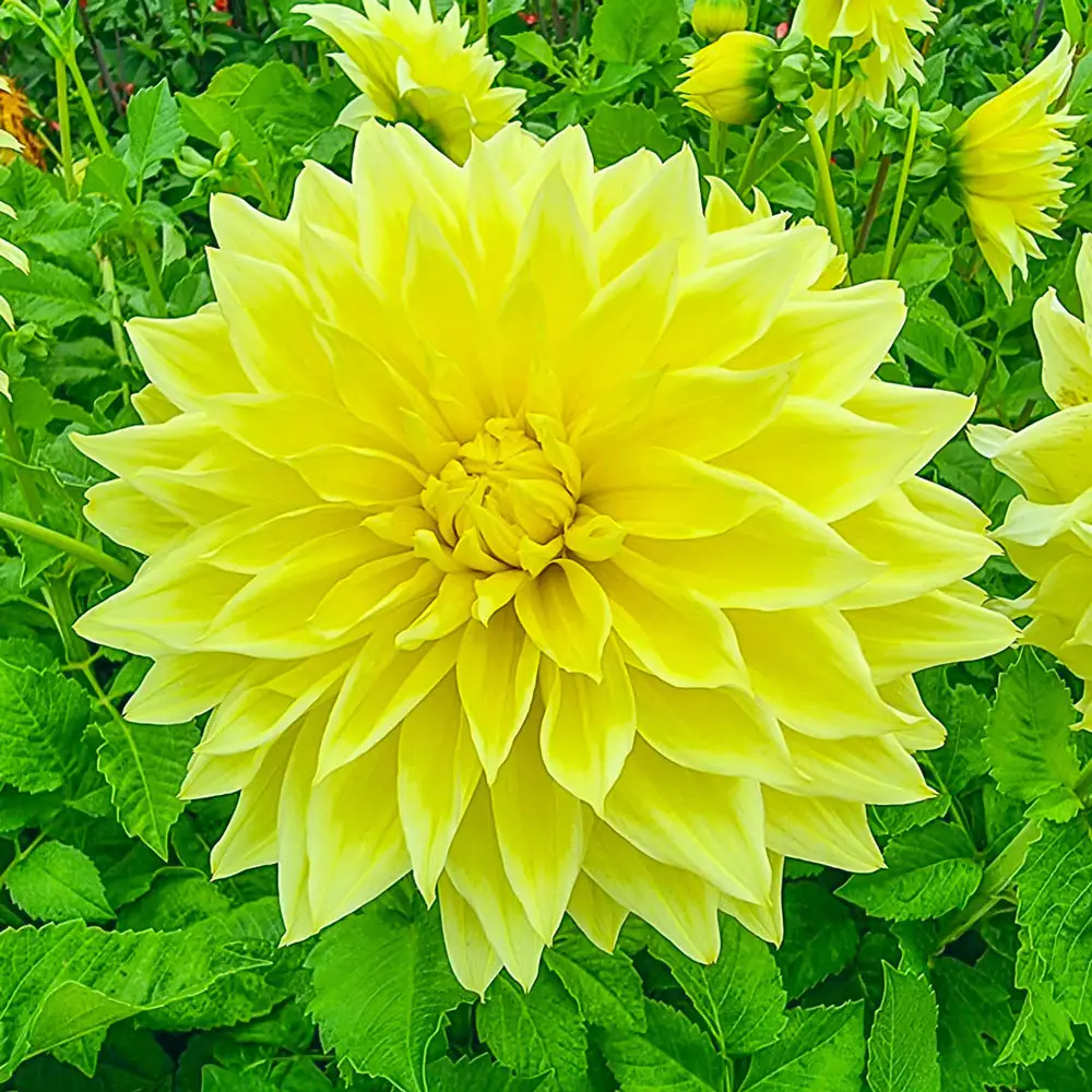 Giant Dinnerplate Dahlia Kelvin Floodlight