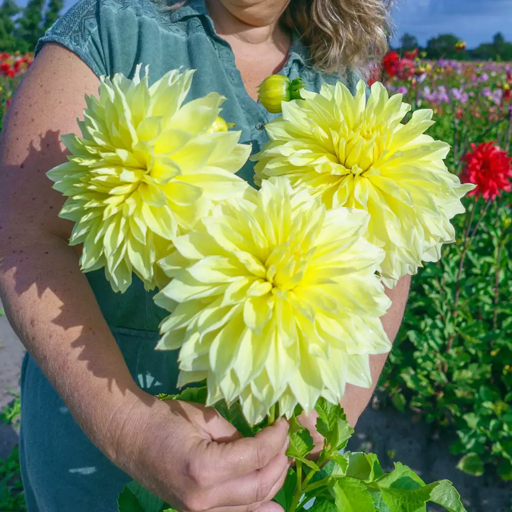 Giant Dinnerplate Dahlia Kelvin Floodlight - Image 2