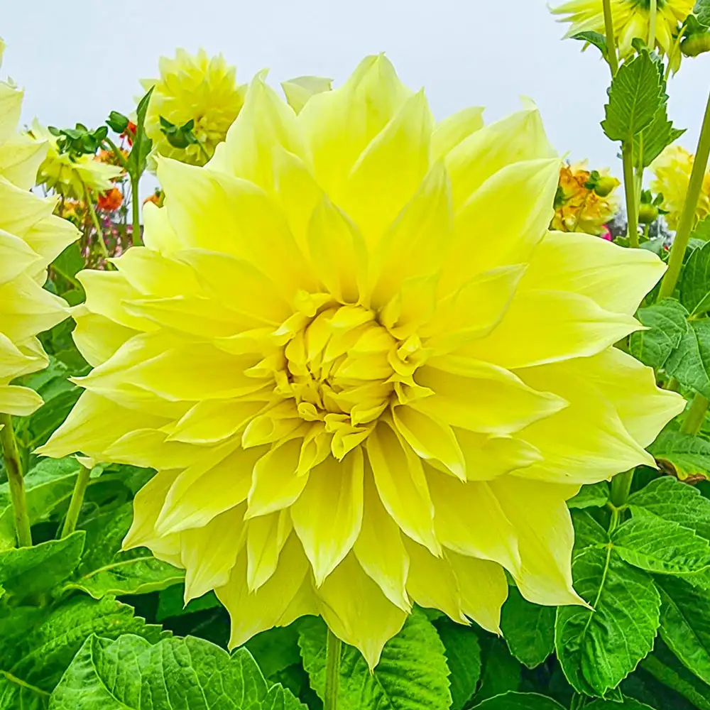Giant Dinnerplate Dahlia Kelvin Floodlight - Image 3