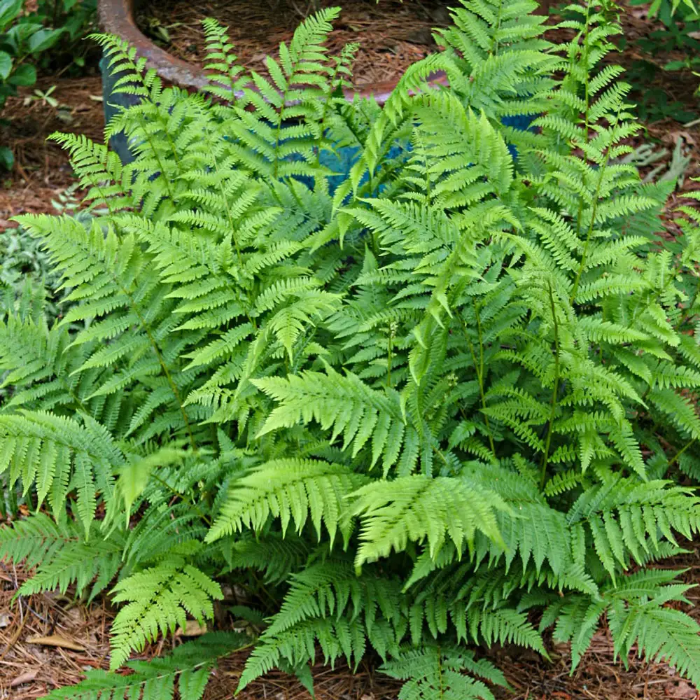 Lady Fern - Image 3