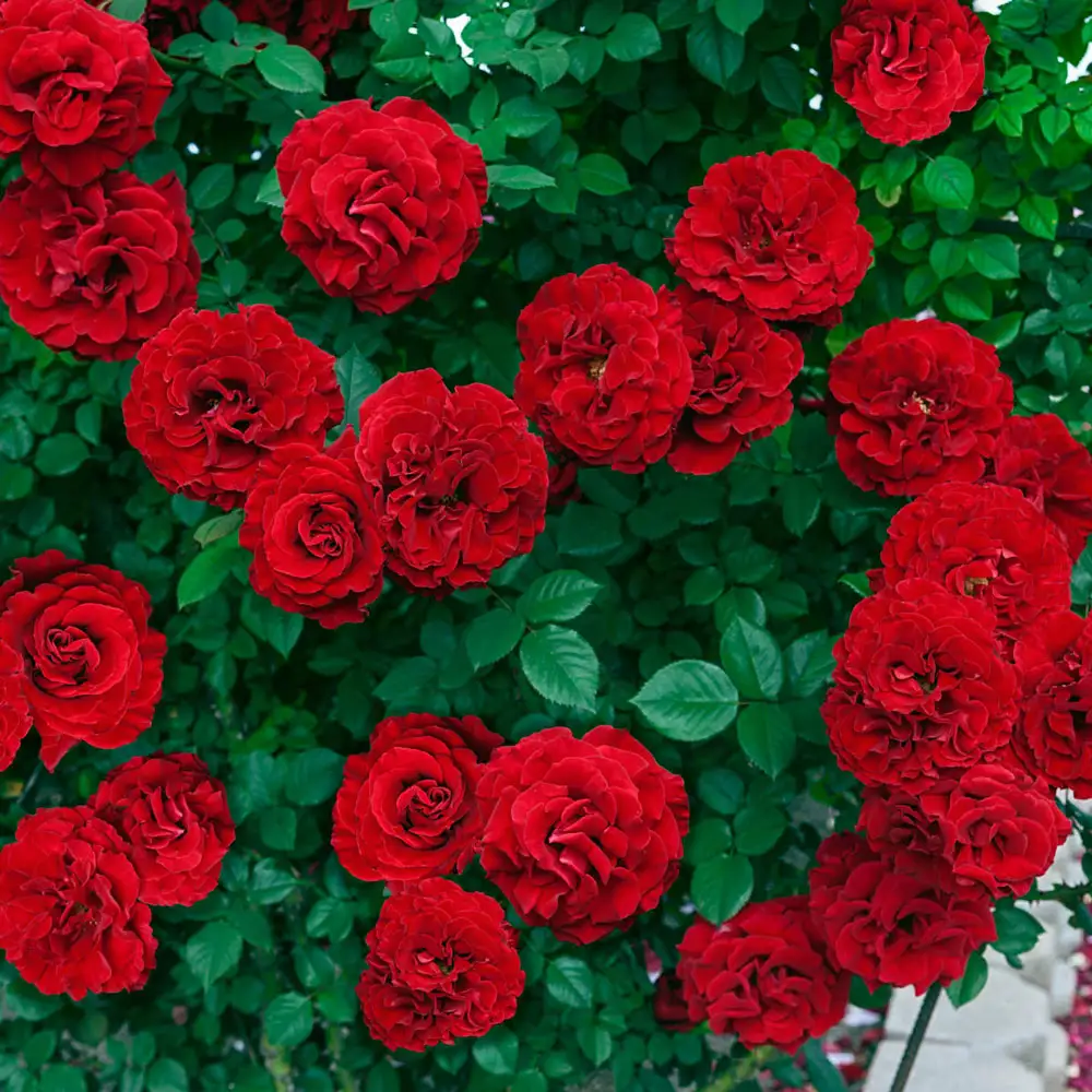Lady in Red<sup>™</sup> Climbing Rose