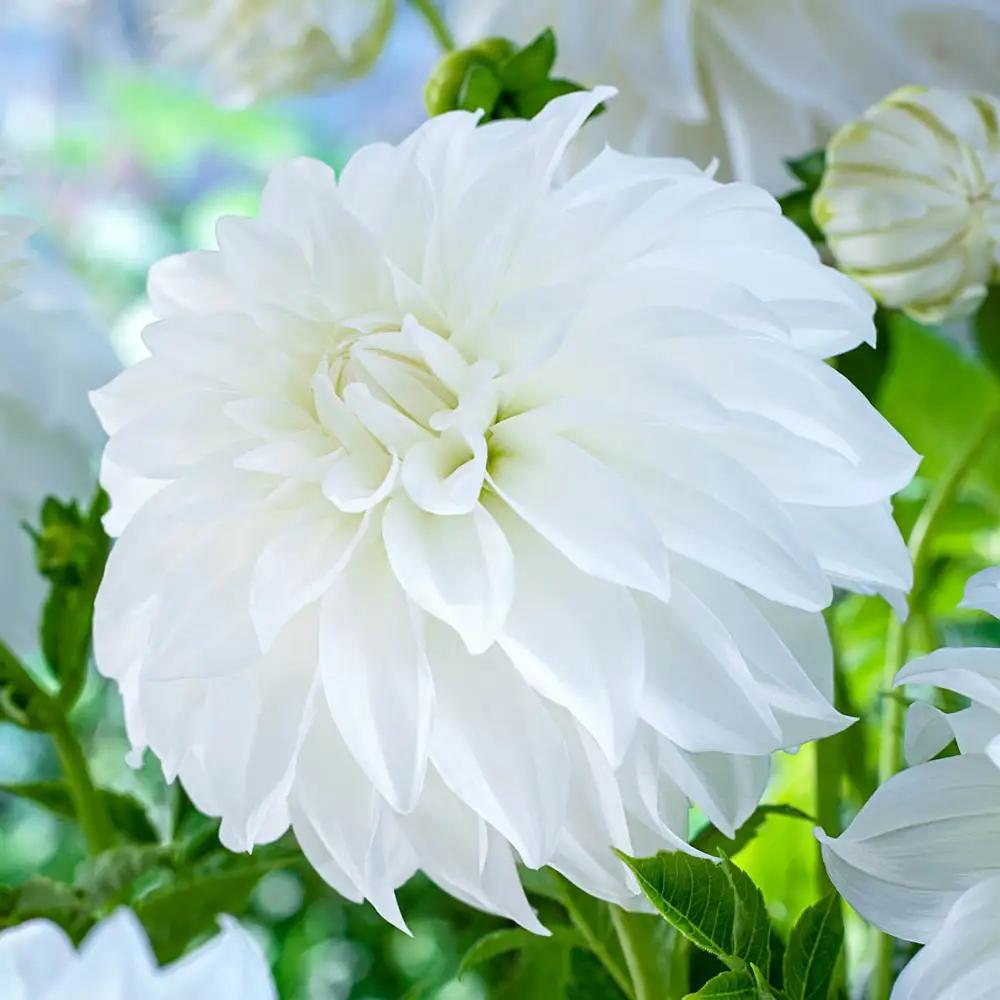 Lady Liberty Dahlia