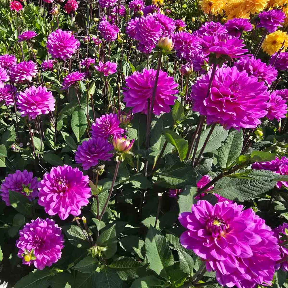 Karma Dahlias Lagoon® - Image 3