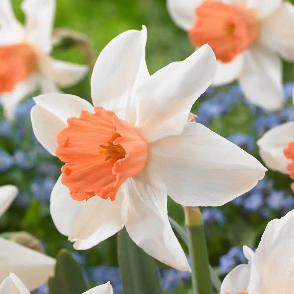 Large Cupped Daffodil Accent - Image 2