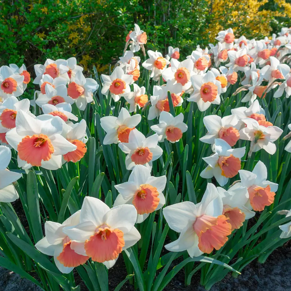 Large-Cupped Daffodil Chromacolor