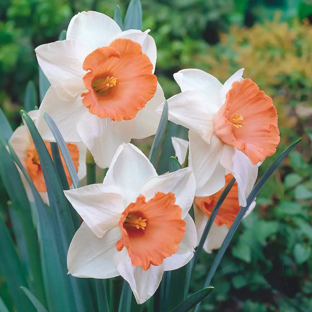Large-Cupped Daffodil Chromacolor - Image 2