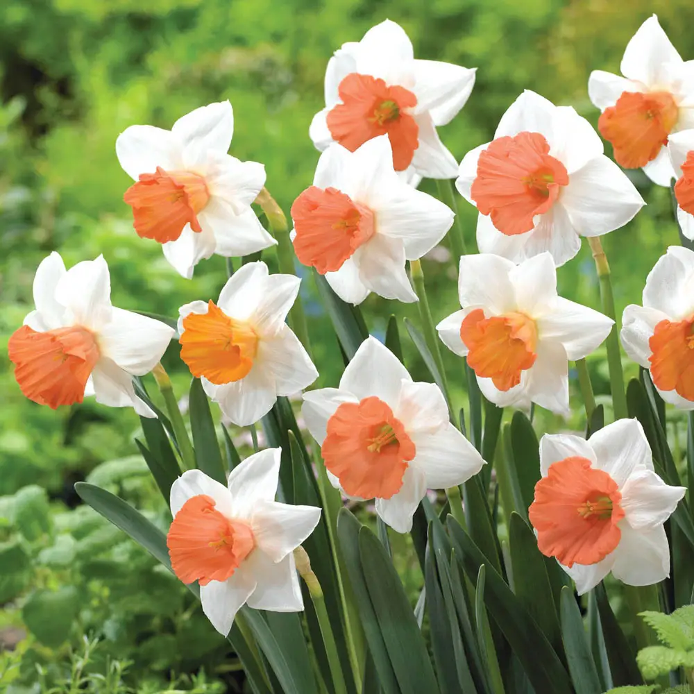 Large-Cupped Daffodil Chromacolor - Image 3