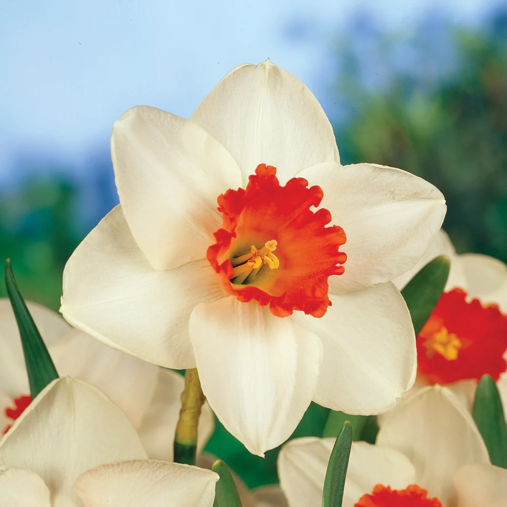 Large Cupped Daffodil Cool Flame - Image 2