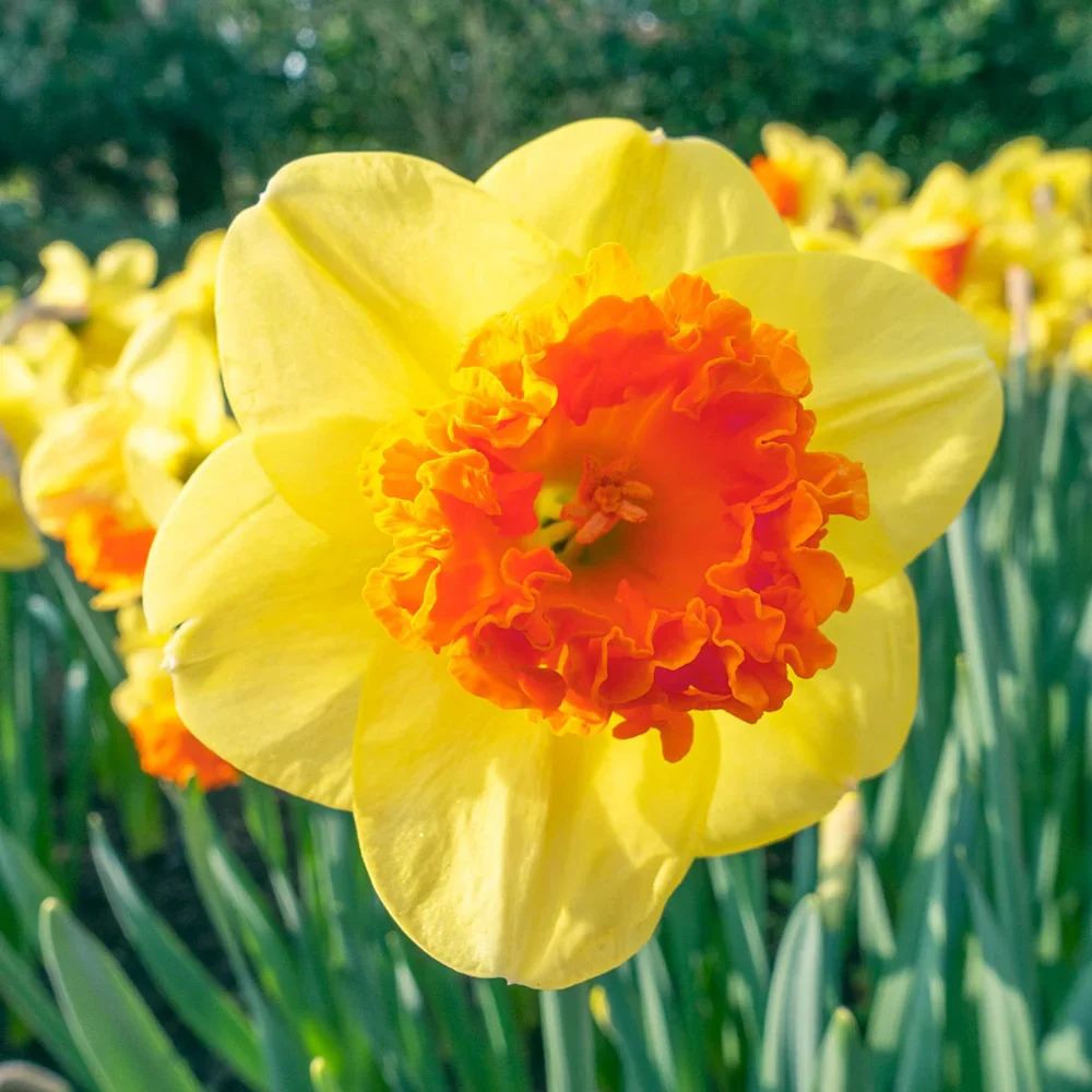 Large Cupped Daffodil Coral Crown - Image 2