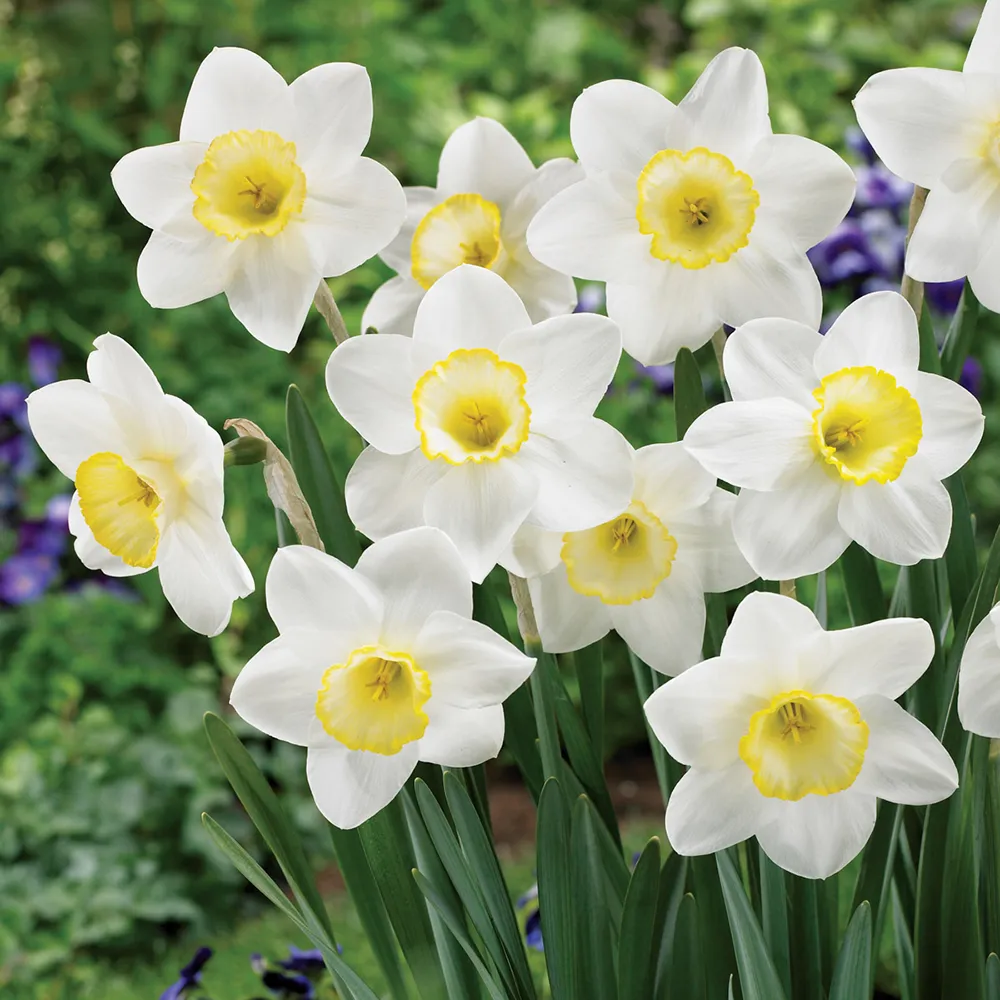 Large-Cupped Daffodil Frosty Snow - Image 2