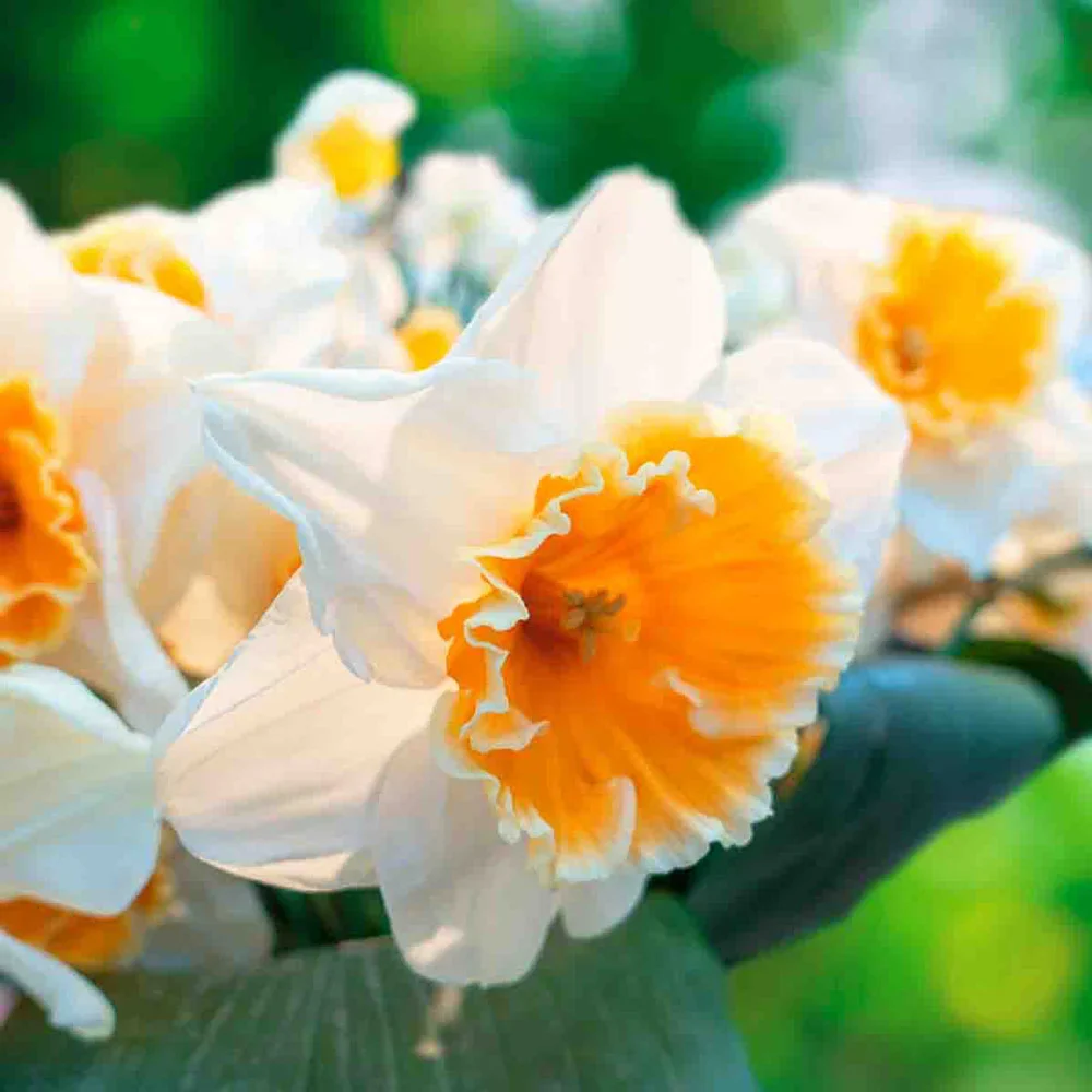 Large Cupped Daffodil Johann Strauss