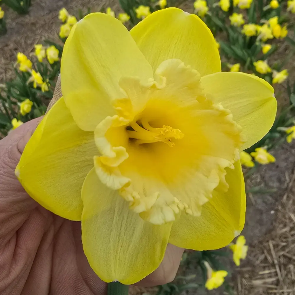 Large-Cupped Narcissus Mr Vain - Image 3