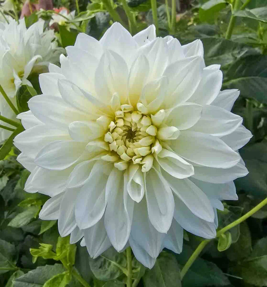 Large Decorative Dahlia White Perfection - Image 4