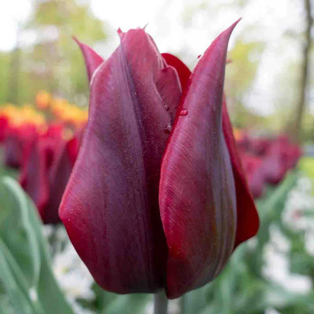 Lily Flowering Tulip Lasting Love - Image 3